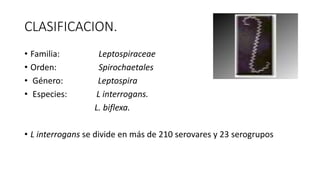 CLASIFICACION.
• Familia: Leptospiraceae
• Orden: Spirochaetales
• Género: Leptospira
• Especies: L interrogans.
L. biflexa.
• L interrogans se divide en más de 210 serovares y 23 serogrupos
 