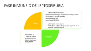 FASE INMUNE O DE LEPTOSPIRURIA
ORINA
SEROLOGIA
•7 a 10 días al
inicio del cuadro
•Cultivo en orina:
0,5 ml, diluciones
1:100/1:1000
- Aglutinación microscópica
Dos muestras de sangre coagulada o suero ( 10 -12 al
inicio cuadro – 10 días después)
Sensibilidad del 92%
Especificidad del 95%
- Aglutinación macroscópica
- ELISA : Entre 6-8 días después de la aparición de los
primeros síntomas clínicos
 