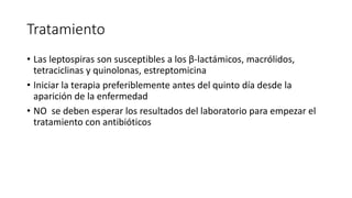 Tratamiento
• Las leptospiras son susceptibles a los β-lactámicos, macrólidos,
tetraciclinas y quinolonas, estreptomicina
• Iniciar la terapia preferiblemente antes del quinto día desde la
aparición de la enfermedad
• NO se deben esperar los resultados del laboratorio para empezar el
tratamiento con antibióticos
 