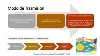 Modo de Trasmisión
La infección humana es el resultado de
la exposición a la orina infectada de
mamíferos portadores
ya sea directamente o por
contaminación de tierra o agua
transmisión entre los humanos
se ha demostrado que por el pH
acido de la orina se limita la
supervivencia de la Leptospira
después de la excreción
Abrasiones Cortes en la piel vía conjuntival
también puede
darse después de la
inmersión
prolongada en el
agua
Las puertas usuales de entrada de la Leptospira son:
Protocolo de Vigilancia en Salud Pública INS 2016 PAG.6
 