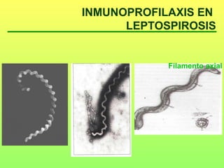 Filamento axial
INMUNOPROFILAXIS EN
LEPTOSPIROSIS
 