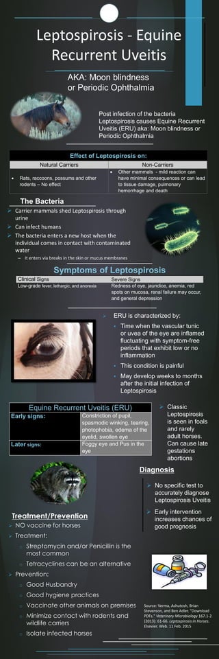 Leptospirosis - Equine
Recurrent Uveitis
AKA: Moon blindness
or Periodic Ophthalmia
Post infection of the bacteria
Leptospirosis causes Equine Recurrent
Uveitis (ERU) aka: Moon blindness or
Periodic Ophthalmia
 Carrier mammals shed Leptospirosis through
urine
 Can infect humans
 The bacteria enters a new host when the
individual comes in contact with contaminated
water
– It enters via breaks in the skin or mucus membranes
The Bacteria
Treatment/Prevention
 Early intervention
increases chances of
good prognosis
 No specific test to
accurately diagnose
Leptospirosis Uveitis
Diagnosis
 Classic
Leptospirosis
is seen in foals
and rarely
adult horses.
Can cause late
gestations
abortions
 ERU is characterized by:
 Time when the vascular tunic
or uvea of the eye are inflamed
fluctuating with symptom-free
periods that exhibit low or no
inflammation
 This condition is painful
 May develop weeks to months
after the initial infection of
Leptospirosis
 NO vaccine for horses
 Treatment:
o Streptomycin and/or Penicillin is the
most common
o Tetracyclines can be an alternative
 Prevention:
o Good Husbandry
o Good hygiene practices
o Vaccinate other animals on premises
o Minimize contact with rodents and
wildlife carriers
o Isolate infected horses
Effect of Leptospirosis on:
Natural Carriers Non-Carriers
 Rats, raccoons, possums and other
rodents – No effect
 Other mammals - mild reaction can
have minimal consequences or can lead
to tissue damage, pulmonary
hemorrhage and death
Symptoms of Leptospirosis
Clinical Signs Severe Signs
Low-grade fever, lethargic, and anorexia Redness of eye, jaundice, anemia, red
spots on mucosa, renal failure may occur,
and general depression
Equine Recurrent Uveitis (ERU)
Early signs: Constriction of pupil,
spasmodic winking, tearing,
photophobia, edema of the
eyelid, swollen eye
Later signs: Foggy eye and Pus in the
eye
Source: Verma, Ashutosh, Brian
Stevenson, and Ben Adler. "Download
PDFs." Veterinary Microbiology 167.1-2
(2013): 61-66. Leptospirosis in Horses.
Elsevier. Web. 11 Feb. 2015
 