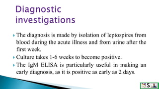  The diagnosis is made by isolation of leptospires from
blood during the acute illness and from urine after the
first week.
 Culture takes 1-6 weeks to become positive.
 The IgM ELISA is particularly useful in making an
early diagnosis, as it is positive as early as 2 days.
 