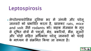  लेप्टोस्पायरोसिि दुननया भर िें जंगली और घरेलू
जानवरों को प्रभाषवत करता है, खािकर rats, mice
and volt जैिे rodants को। वाहक िेजबान क
े िूत्र
िे दूषित क्षेत्रों िें पशुओं, भेड़, बकररयों, भैंि, िूअरों
और घोड़ों िहहत अधिकांश घरेलू जानवरों को चराई
क
े िाध्यि िे िंक्रसित ककया जा िकता है।
 