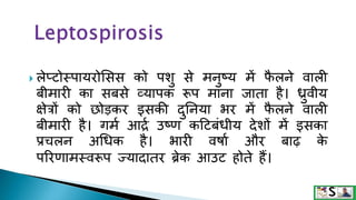  लेप्टोस्पायरोसिि को पशु िे िनुष्य िें फ
ै लने वाली
बीिारी का िबिे व्यापक रूप िाना जाता है। ध्रुवीय
क्षेत्रों को छोड़कर इिकी दुननया भर िें फ
ै लने वाली
बीिारी है। गिम आर्द्म उष्ण कहटबंिीय देशों िें इिका
प्रचलन अधिक है। भारी विाम और बाढ़ क
े
पररणािस्वरूप ज्यादातर ब्रेक आउट होते हैं।
 