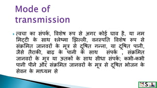  त्वचा का िंपक
म , षवशेि रूप िे अगर कोई घाव है, या नि
सिट्टी क
े िाथ श्लेष्िा झझल्ली, वनस्पनत षवशेि रूप िे
िंक्रसित जानवरों क
े िूत्र िे दूषित गन्ना, या दूषित पानी,
जैिे तैराकी, बाढ़ क
े पानी क
े िाथ िंपक
म , िंक्रसित
जानवरों क
े िूत्र या ऊतकों क
े िाथ िीिा िंपक
म ; कभी-कभी
पानी पीने और िंक्रसित जानवरों क
े िूत्र िे दूषित भोजन क
े
िेवन क
े िाध्यि िे
 