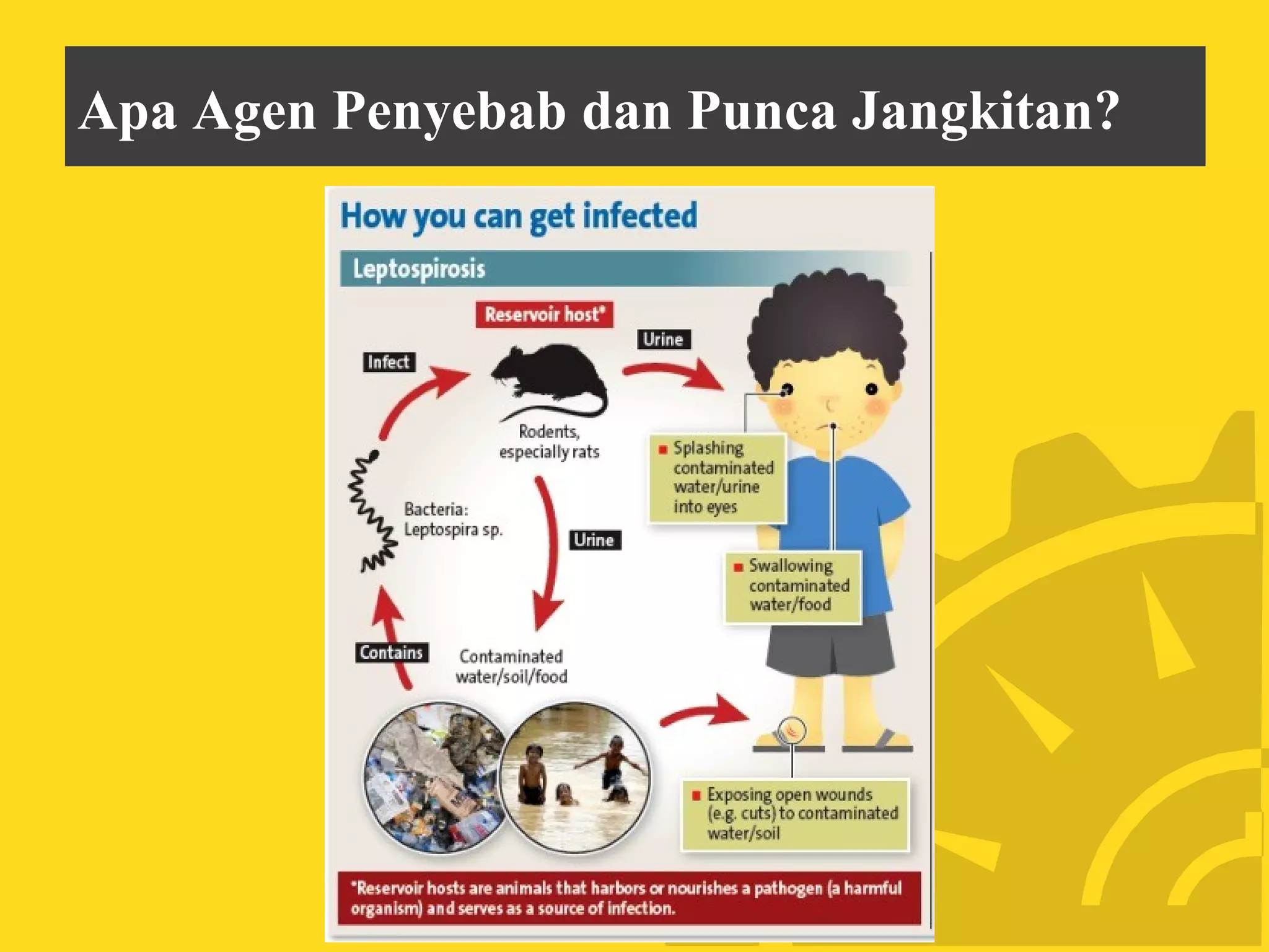 Penyakit Kencing Tikus | PPT
