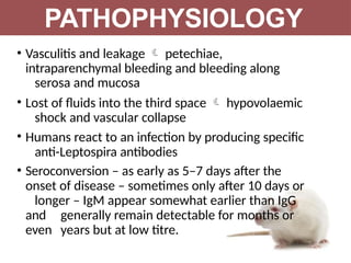 • Vasculitis and leakage  petechiae,
intraparenchymal bleeding and bleeding along
serosa and mucosa
• Lost of fluids into the third space  hypovolaemic
shock and vascular collapse
• Humans react to an infection by producing specific
anti-Leptospira antibodies
• Seroconversion – as early as 5–7 days after the
onset of disease – sometimes only after 10 days or
longer – IgM appear somewhat earlier than IgG
and generally remain detectable for months or
even years but at low titre.
PATHOPHYSIOLOGY
 