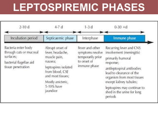 LEPTOSPIREMIC PHASES
 