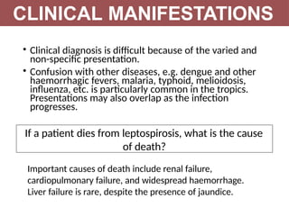 • Clinical diagnosis is difficult because of the varied and
non-specific presentation.
• Confusion with other diseases, e.g. dengue and other
haemorrhagic fevers, malaria, typhoid, melioidosis,
influenza, etc. is particularly common in the tropics.
Presentations may also overlap as the infection
progresses.
CLINICAL MANIFESTATIONS
If a patient dies from leptospirosis, what is the cause
of death?
Important causes of death include renal failure,
cardiopulmonary failure, and widespread haemorrhage.
Liver failure is rare, despite the presence of jaundice.
 