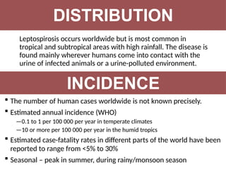 Leptospirosis occurs worldwide but is most common in
tropical and subtropical areas with high rainfall. The disease is
found mainly wherever humans come into contact with the
urine of infected animals or a urine-polluted environment.
DISTRIBUTION
INCIDENCE
 The number of human cases worldwide is not known precisely.
 Estimated annual incidence (WHO)
—0.1 to 1 per 100 000 per year in temperate climates
—10 or more per 100 000 per year in the humid tropics
 Estimated case-fatality rates in different parts of the world have been
reported to range from <5% to 30%
 Seasonal – peak in summer, during rainy/monsoon season
 