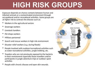 Exposure depends on chance contacts between human and
infected animals or a contaminated environment through
occupational and/or recreational activities. Some groups are
at higher risk to contract the disease such as:
 Workers in the agricultural sectors
 Sewerage workers
 Livestock handlers
 Pet shops workers
 Military personnel
 Search and rescue workers in high risk environment
 Disaster relief workers (e.g. during floods)
 People involved with outdoor/recreational activities such
as water recreational activities, jungle trekking, etc.
 Travelers who are not previously exposed to the bacteria
in their environment especially those travellers and/or
participants in jungle adventure trips or outdoor sport
activities
 People with chronic disease and open skin wounds.
HIGH RISK GROUPS
 