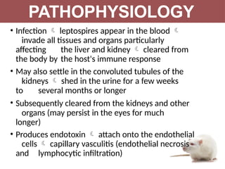 • Infection  leptospires appear in the blood 
invade all tissues and organs particularly
affecting the liver and kidney  cleared from
the body by the host's immune response
• May also settle in the convoluted tubules of the
kidneys  shed in the urine for a few weeks
to several months or longer
• Subsequently cleared from the kidneys and other
organs (may persist in the eyes for much
longer)
• Produces endotoxin  attach onto the endothelial
cells  capillary vasculitis (endothelial necrosis
and lymphocytic infiltration)
PATHOPHYSIOLOGY
 