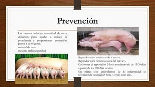 Prevención
• Las vacunas inducen inmunidad de corta
duración, pero ayudan a reducir la
prevalencia y proporcionan protección
pasiva a la progenie.
• control de ratas
• mejoras en bioseguridad
Reproductores machos cada 6 meses.
Reproductores hembras antes del servicio.
Cachorras de reposición 2 dosis con intervalo de 15-20 días
a partir de los 170 días de vida.
En piaras con antecedentes de la enfermedad se
recomienda vacunación hasta 4 veces en el año.
 