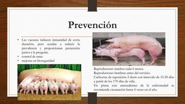 Leptospirosis porcina | PPTX