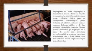 Leptospirosis en Cerdos. (Leptospira) se
manifiesta en cerdos a través de pérdidas
reproductiva. La infección endémica causa
pocas evidencias clínicas pero un
desequilibrio inmunológico puede
reflejarse en abortos, lechones nacidos
muertos, lechones débiles o de baja
viabilidad e infertilidad en cerdas. Algunos
autores consideran que Leptospira es la
causa de aborto más importante
en cerdos debida a un agente bacteriano;
se estima que 3 a 6 % de los abortos en un
hato endémico pueden ser provocados por
esta enfermedad.
 