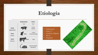 Etiología
• Espiroqueta
• Gram (-)
• Aeróbica obligada
• Móvil
• Flagelado
 