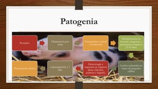 Patogenia
Portador
Eliminación por
orina
Transmisión vertical
u horizontal
Multiplicación en
torrente sanguíneo y
parénquima hepático
(2-30 días)
Lesión endotelial en
vasos de pequeño
calibre
Hemorragia e
isquemia en órganos
diana (riñones,
pulmón e hígado)
Leptospiremia x 7
días
Presentación clínica
 