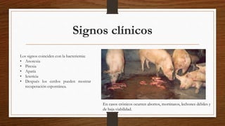 Signos clínicos
Los signos coinciden con la bacteriemia:
• Anorexia
• Pirexia
• Apatía
• Ictericia
• Después los cerdos pueden mostrar
recuperación espontánea.
En casos crónicos ocurren abortos, mortinatos, lechones débiles y
de baja viabilidad.
 