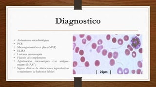Diagnostico
• Aislamiento microbiológico
• PCR
• Microaglutinación en placa (MAT)
• ELISA
• Lesiones en necropsia
• Fijación de complemento
• Aglutinación microscópica con antígeno
muerto (MAST)
• Signos clínicos de alteraciones reproductivas
o nacimiento de lechones débiles
 