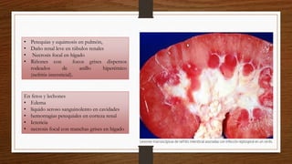 • Petequias y equimosis en pulmón,
• Daño renal leve en túbulos renales
• Necrosis focal en hígado
• Riñones con focos grises dispersos
rodeados de anillo hiperémico
(nefritis intersticial).
En fetos y lechones
• Edema
• líquido seroso sanguinolento en cavidades
• hemorragias petequiales en corteza renal
• Ictericia
• necrosis focal con manchas grises en hígado
 