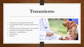 Tratamiento
• Tetraciclina: 6,6 mg/kg./día/5dias/IM
• Oxytetraciclina: 800g/ tonelada de pienso de 8-
11 días
• Estreptomicina: 40-50mg/kg./dic/4-6 días/IM
• Oximicina: 20-30mg/kg./4-6dias/IM
• Penicilina + estreptomicina
• Eritromicina
• Tilosina
 