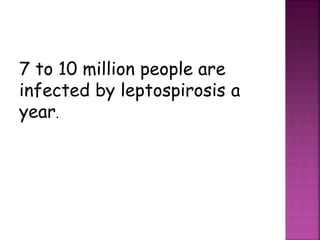 7 to 10 million people are
infected by leptospirosis a
year.
 