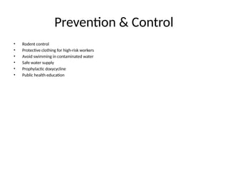 Prevention & Control
• Rodent control
• Protective clothing for high-risk workers
• Avoid swimming in contaminated water
• Safe water supply
• Prophylactic doxycycline
• Public health education
 