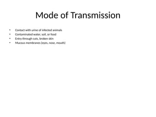 Mode of Transmission
• Contact with urine of infected animals
• Contaminated water, soil, or food
• Entry through cuts, broken skin
• Mucous membranes (eyes, nose, mouth)
 