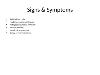 Signs & Symptoms
• Sudden fever, chills
• Headache, muscle pain (calves)
• Red eyes (conjunctival suffusion)
• Nausea, vomiting
• Jaundice in severe cases
• Kidney or liver involvement
 