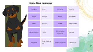 Historia Clínica y anamnesis
Nombre: Goro Especie: Canino
Edad: 2,5años Raza: Rottweiler
Sexo: Macho Color: Negro fuego
Alimentación: Mixto
Constitución
corporal:
Normal
Vacunas:
Calendario al
día
Desparasitacion: Irregulares
 