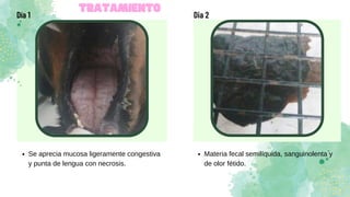 Día 1 Dia 2
TRATAMIENTO
TRATAMIENTO
Se aprecia mucosa ligeramente congestiva
y punta de lengua con necrosis.
Materia fecal semilíquida, sanguinolenta y
de olor fétido.
 