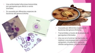 Una enfermedad infecciosa transmitida
por garrapatas que afecta a varios
animales
Es causada por diferentes especies de
bacterias del género Erlichia.
Causada por diferentes especies de
bacterias del género Ehrlichia.
Transmitidas a través de la picadura de
garrapatas infectadas.
Una vez en el animal, las bacterias se
replican y se propagan por el torrente
sanguíneo, invadiendo y dañando
células sanguíneas y tejidos linfoides.
 