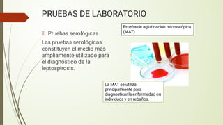 PRUEBAS DE LABORATORIO
Pruebas serológicas
Las pruebas serológicas
constituyen el medio más
ampliamente utilizado para
el diagnóstico de la
leptospirosis.
Prueba de aglutinación microscópica
(MAT)
La MAT se utiliza
principalmente para
diagnosticar la enfermedad en
individuos y en rebaños.
 