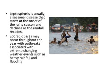 • Leptospirosis is usually
a seasonal disease that
starts at the onset of
the rainy season and
declines as the rainfall
recedes.
• Sporadic cases may
occur throughout the
year with outbreaks
associated with
extreme changing
weather events such as
heavy rainfall and
flooding
 