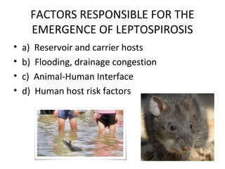 FACTORS RESPONSIBLE FOR THE
EMERGENCE OF LEPTOSPIROSIS
• a) Reservoir and carrier hosts
• b) Flooding, drainage congestion
• c) Animal-Human Interface
• d) Human host risk factors
 