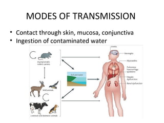MODES OF TRANSMISSION
• Contact through skin, mucosa, conjunctiva
• Ingestion of contaminated water
 