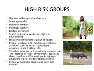 HIGH RISK GROUPS
• Workers in the agricultural sectors
• Sewerage workers
• Livestock handlers
• Pet shops workers
• Military personnel
• Search and rescue workers in high risk
environment
• Disaster relief workers (e.g.during floods)
• People involved with outdoor/recreational
activities such as water recreational
activities, jungle trekking, etc.
• Travelers who are not previously exposed to
the bacteria in their environment especially
those travelers and/or participants in jungle
adventure trips or outdoor sport activities
• People with chronic disease and open skin
wounds.
 