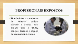 PROFISSIONAIS EXPOSTOS
• Veterinários e tratadores
de animais podem
adquirir a doença pelo
contato com a urina,
sangue, tecidos e órgãos
de animais infectados.
 