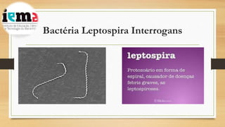 Bactéria Leptospira Interrogans
 