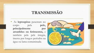 TRANSMISSÃO
• As leptospiras penetram no
corpo pela pele,
principalmente por
arranhões ou ferimentos, e
também pela pele íntegra,
imersa por longos períodos na
água ou lama contaminada.
 