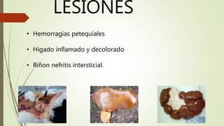 LESIONES
• Hemorragias petequiales
• Higado inflamado y decolorado
• Riñon nefritis intersticial.
 