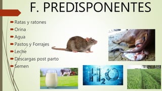 F. PREDISPONENTES
Ratas y ratones
Orina
Agua
Pastos y Forrajes
Leche
Descargas post parto
Semen
 
