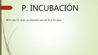 P. INCUBACIÓN
Es de 15 días, pudiendo ser de 8 a 32 días
 