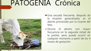 PATOGENIA Crónica
Una secuela frecuente, después de
la invasión generalizada, es el
aborto provocado por la muerte del
feto.
 Ocurre el aborto con mayor
frecuencia en la segunda mitad de
la preñez, pero puede ocurrir en
cualquier momento a partir de los 4
meses de gestación.
 