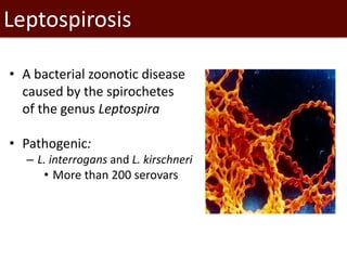 Seroprevalence of specific Leptospira serovars in pigs from five provinces in Vietnam