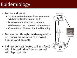 Seroprevalence of specific Leptospira serovars in pigs from five provinces in Vietnam