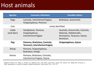 Seroprevalence of specific Leptospira serovars in pigs from five provinces in Vietnam