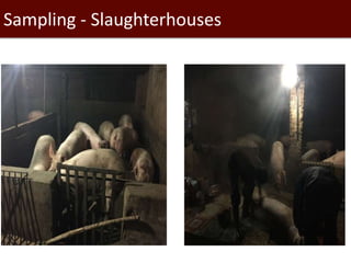 Seroprevalence of specific Leptospira serovars in pigs from five provinces in Vietnam