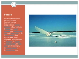 Faune
La faune terrestre de
grande taille est
principalement
composée du cerf de
Virginie (chevreuil), de
l'orignal, du bœuf
musqué, du caribou des
bois, de l'ours noir et de
l'ours polaire. Les
animaux de taille
moyenne comprennent
le couguar, le coyote,
le loup de l'Est, le lynx
roux (chat sauvage),
le renard polaire,
le renard roux, etc
 